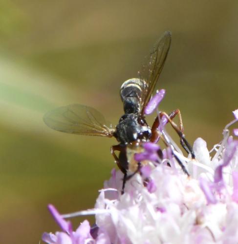 Réf. 285 264 : Conops sp.